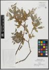 Foto von Salix alba L.